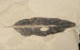 Fossil Mimosites coloradensis Leaf - Green River Formation #16756-1